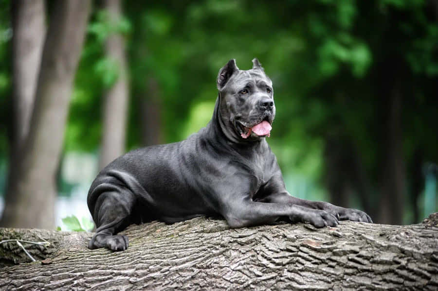 MajestætiskCane Corso sidder i sneen.