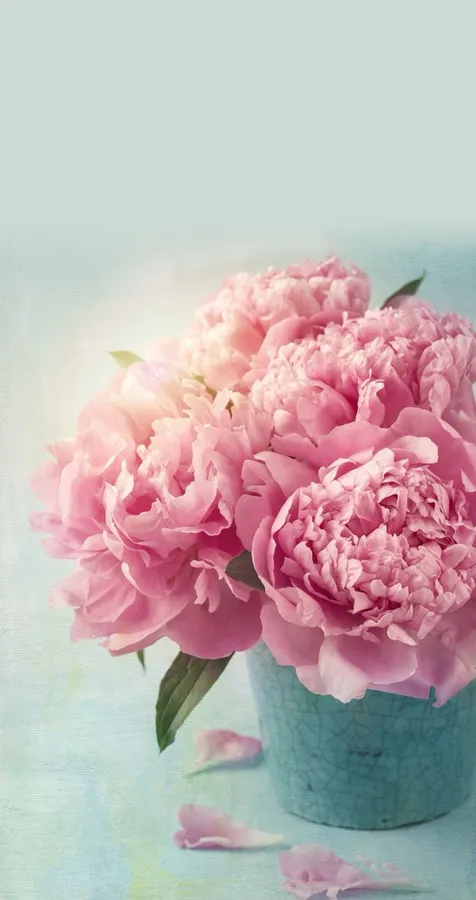 Peony Iphone