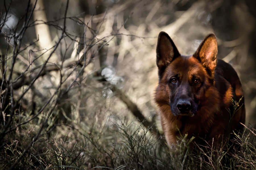 Entrio af loyale tyske hyrdehunde følgesvende.
