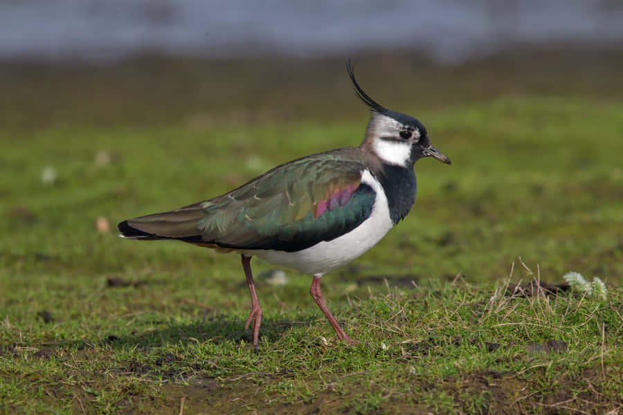 Noordelijke Kluut in Grasachtige Habitat