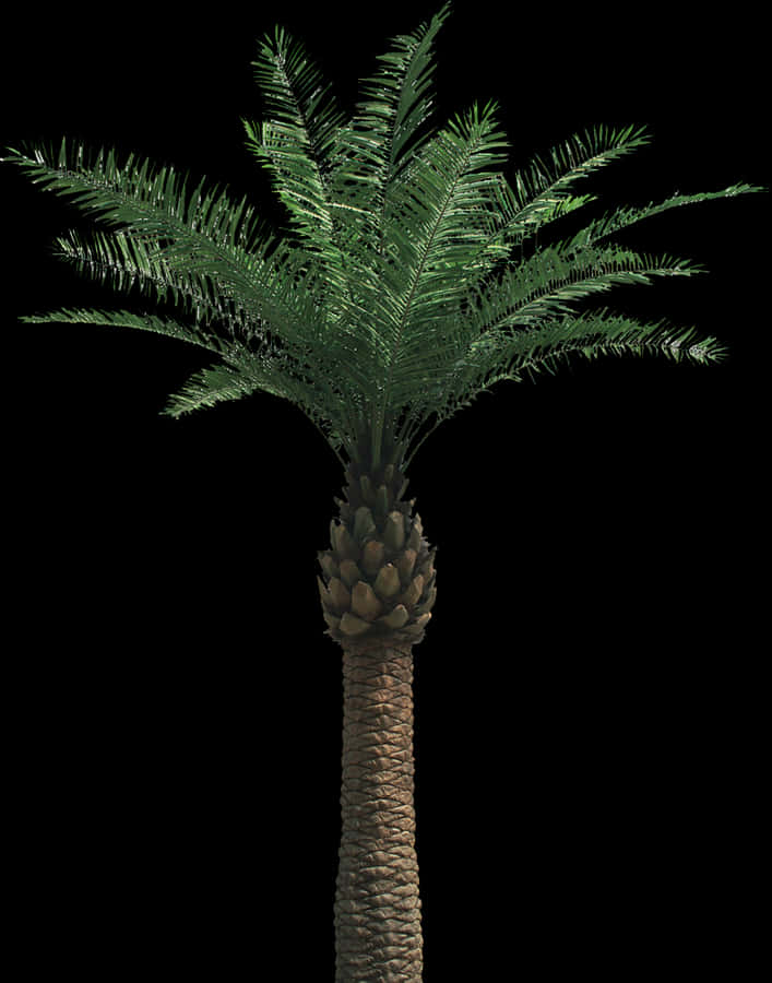 Palm Tree Png - Oil Palm Tree Png, Transparent Png