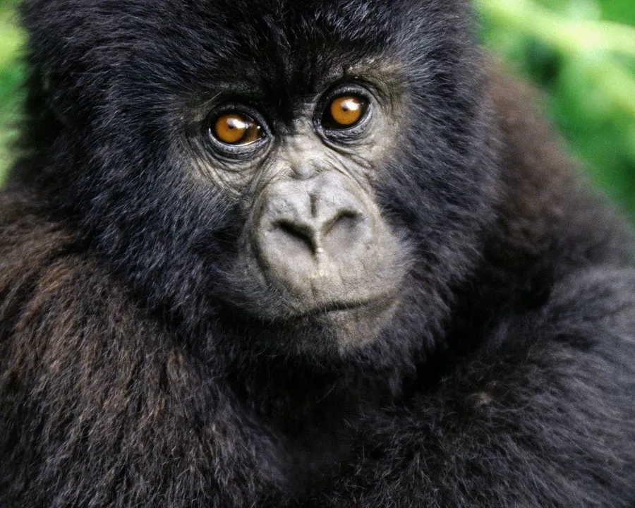 Cute Gorilla