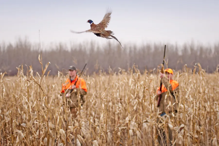 Hunting Flying Ducks wallpaper.