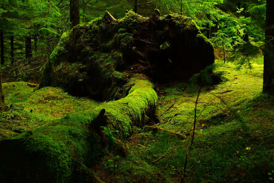 Smuktbillede af mosklædt skov.