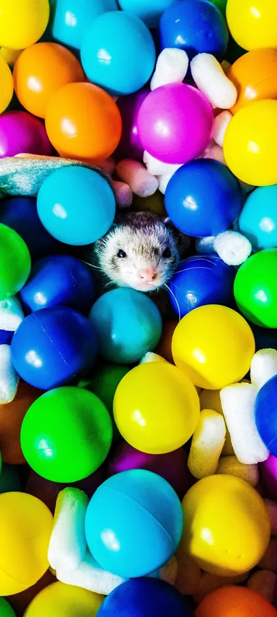 Ferret background