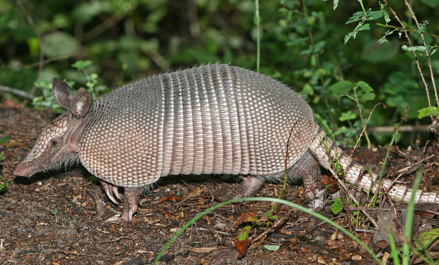 Armadillo a Nove Bande nel Suo Habitat Naturale