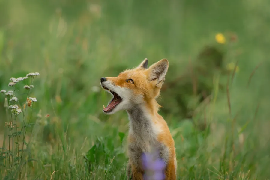 Young Wolf Funny Animals