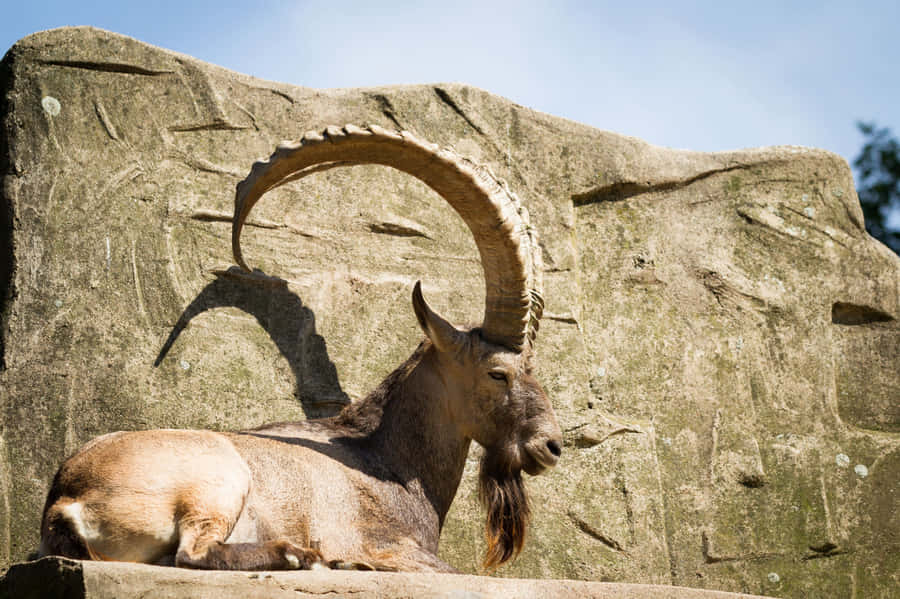 Ibex che Riposa su una Formazione Rocciosa