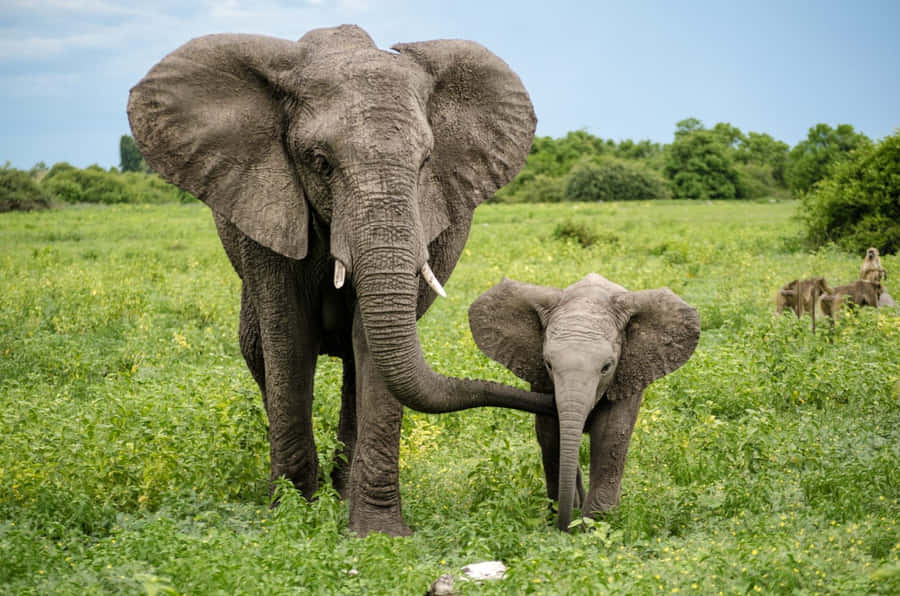 Adorandoimagem de um bebê elefante como papel de parede de computador ou celular.