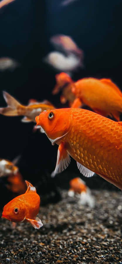 Scuola di Pesci Rossi Vibranti in Acquario