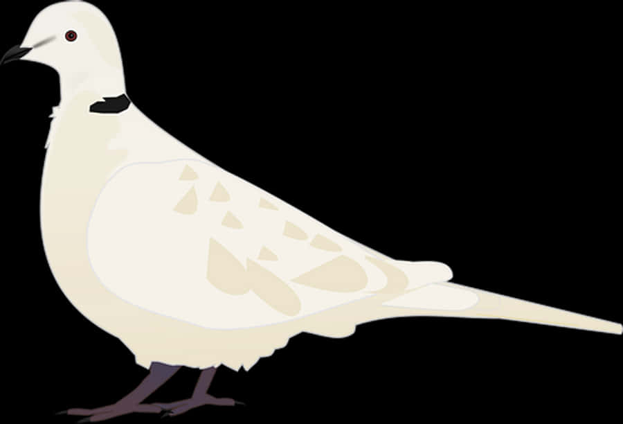 White Dove Illustration