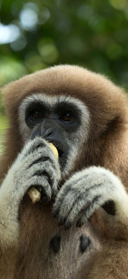 BildGibbon entspannt auf einem Apple iPhone Xs Max