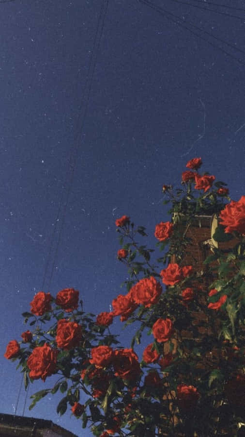 IndieFlower [sfondo per il computer/sfondo per il cellullare]