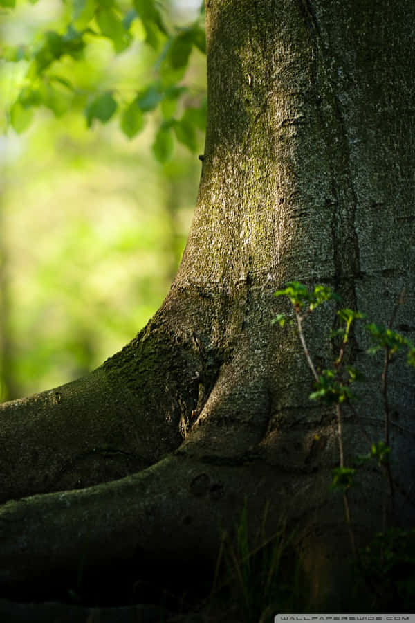 Tree Trunk Root Nature Lock Screen