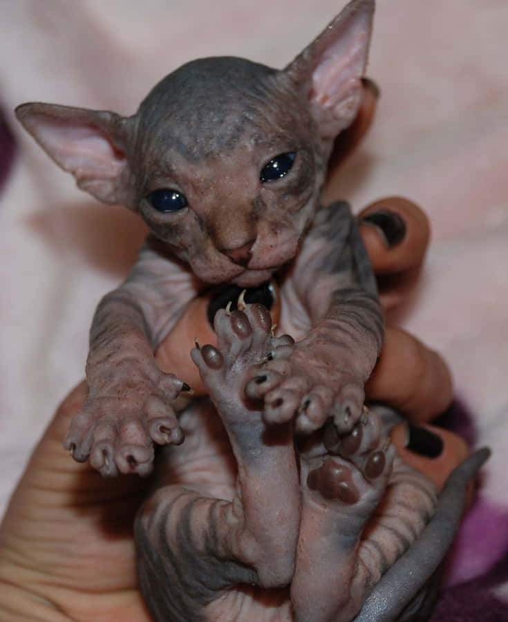 ElfKatze 1000 x 1225 Hintergrundbild