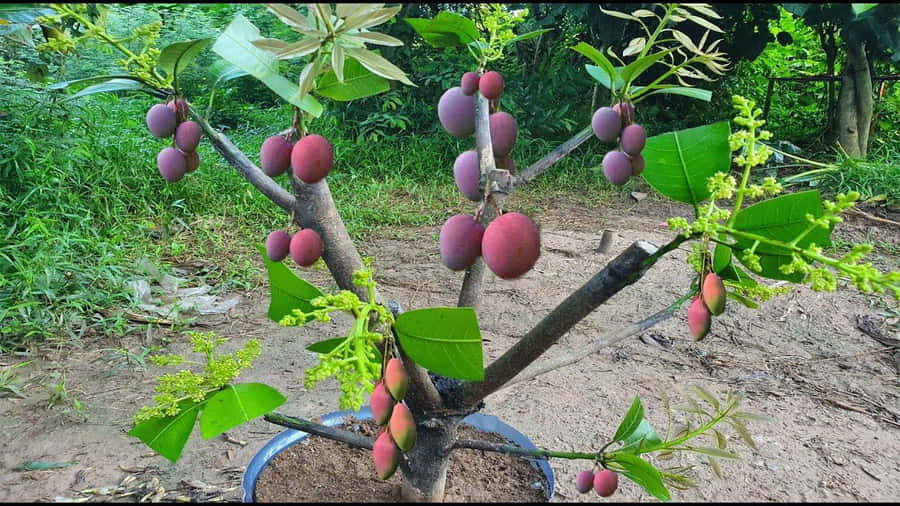 Süße des Blauen Mangos