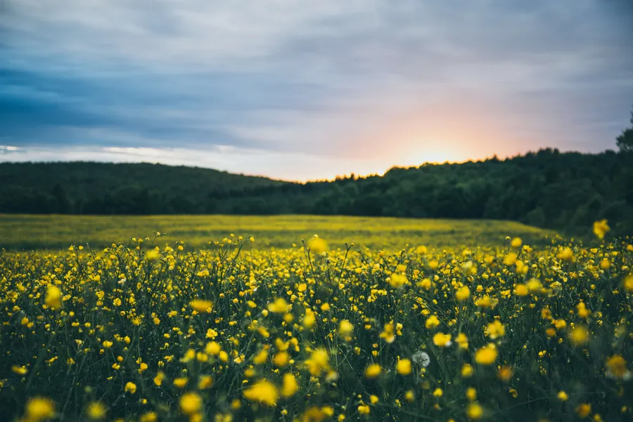 Flower Field background
