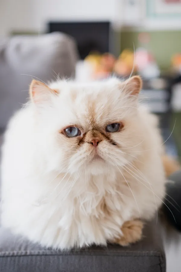 Grumpy Cat background