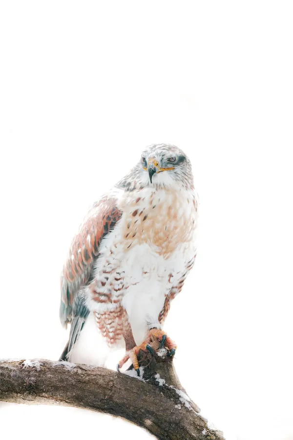 Falcon Standing Post wallpaper