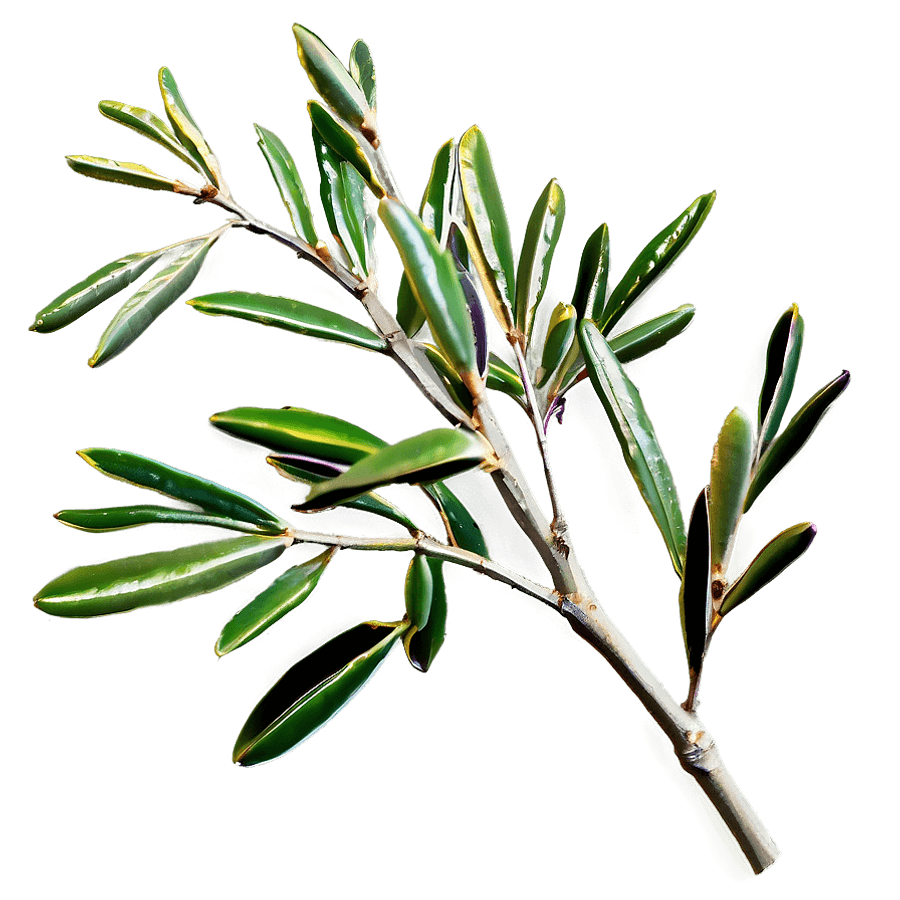Olive Branch Sprig PNG oav