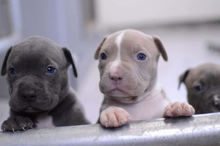 Petits Chiens Mignons