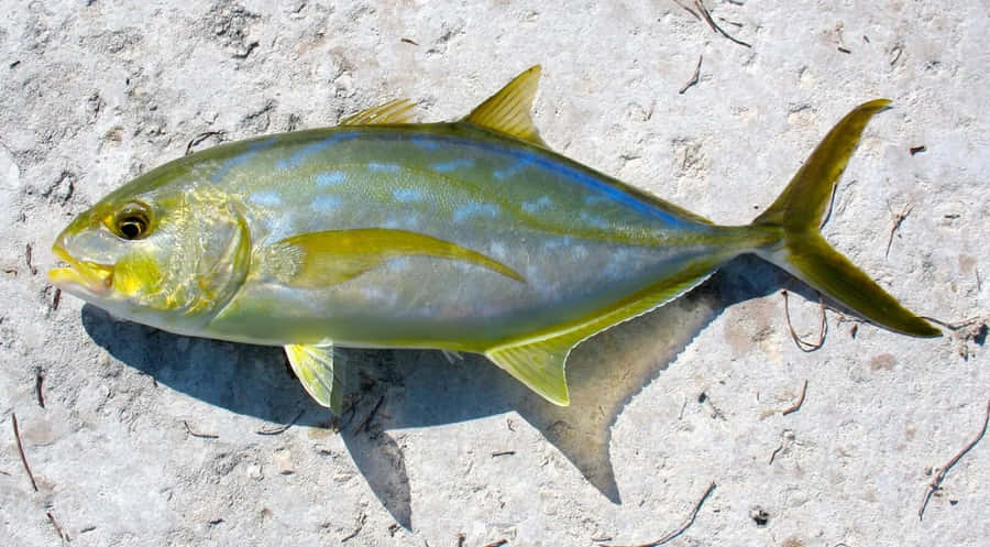 Pesce Yellowtail Jack sulla Sabbia