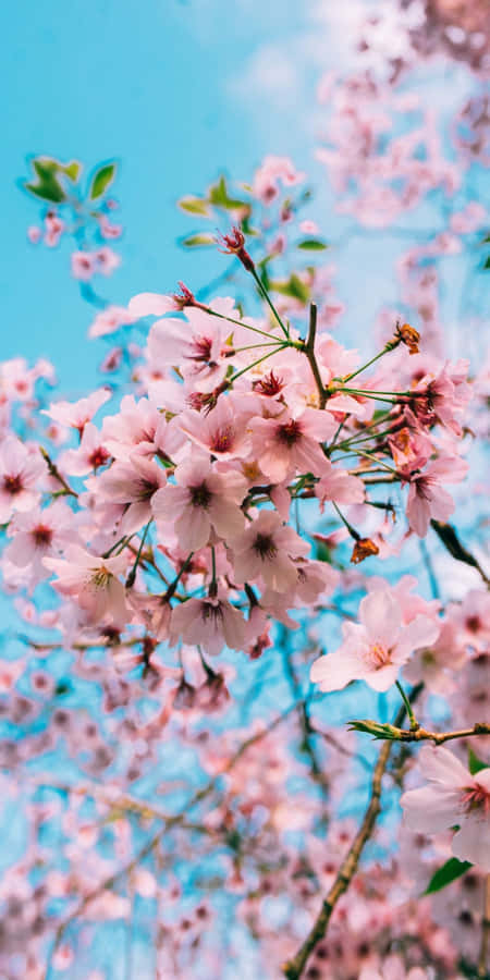Fiori di Ciliegio Contro il Cielo Blu