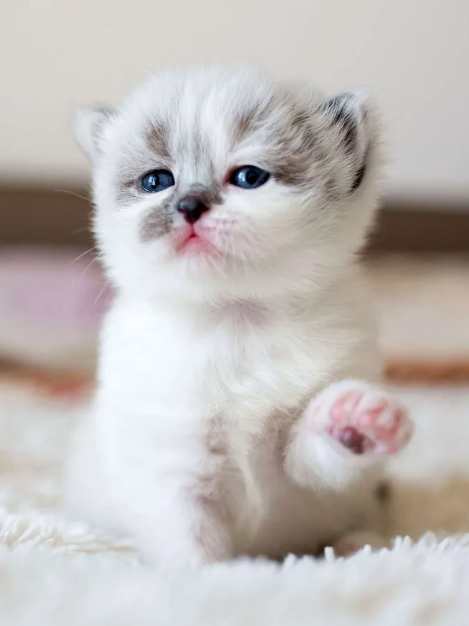 Funny Kitten Pictures