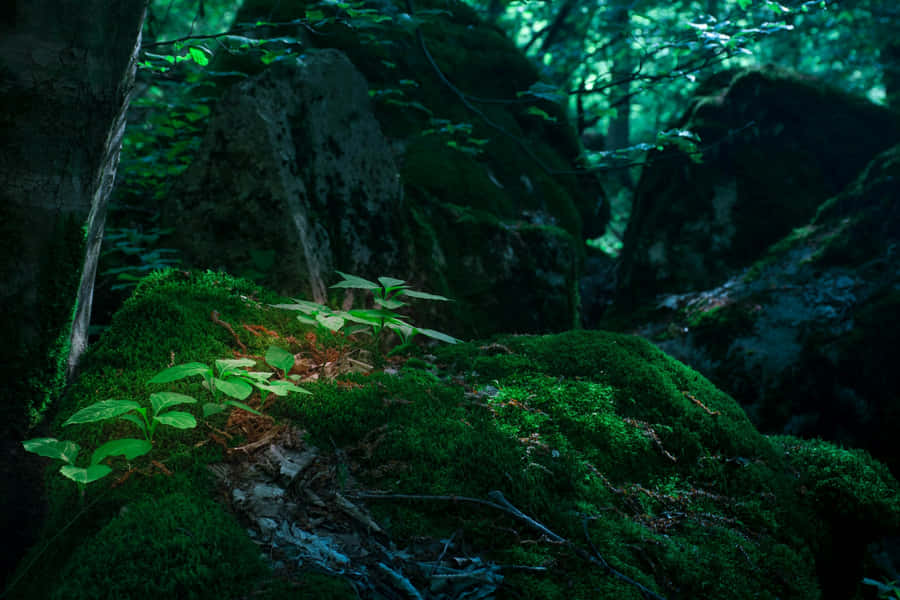 Foresta Incantata Radura Muschiosa