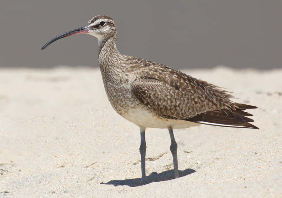Whimbrel na Praia de Areia
