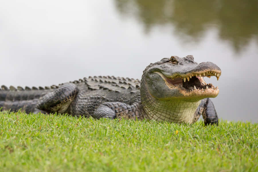 DenMagtfulde Amerikanske Alligator.