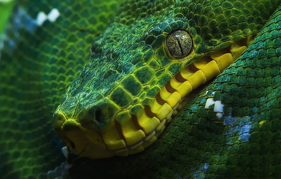 Python