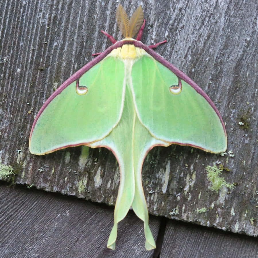 Luna Moth på Trä Bakgrund
