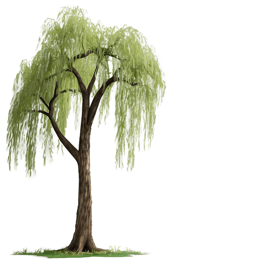 Rustic Willow Tree in Countryside PNG bwq
