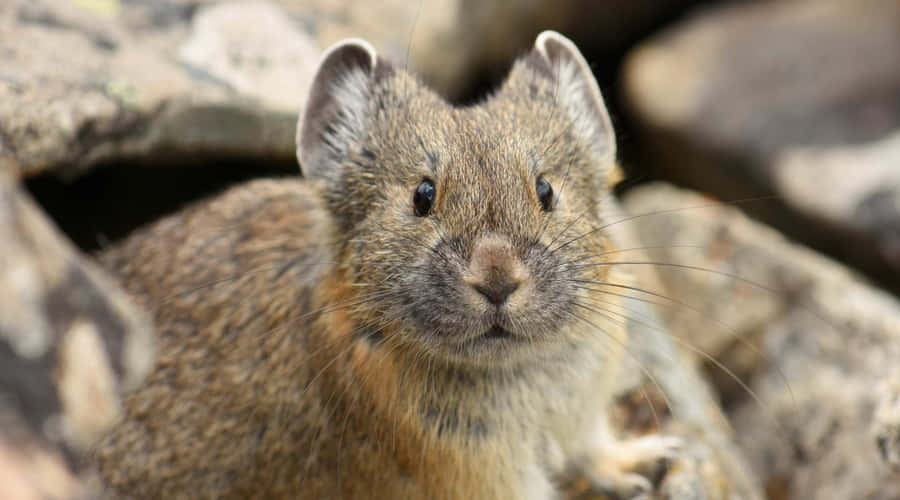 Pika che guarda tra le rocce