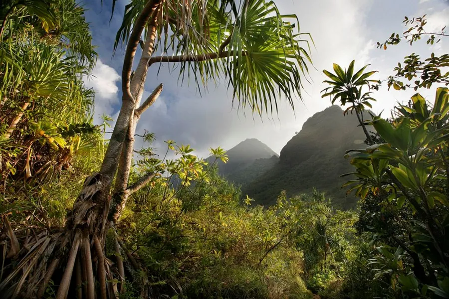 Rainforest pictures