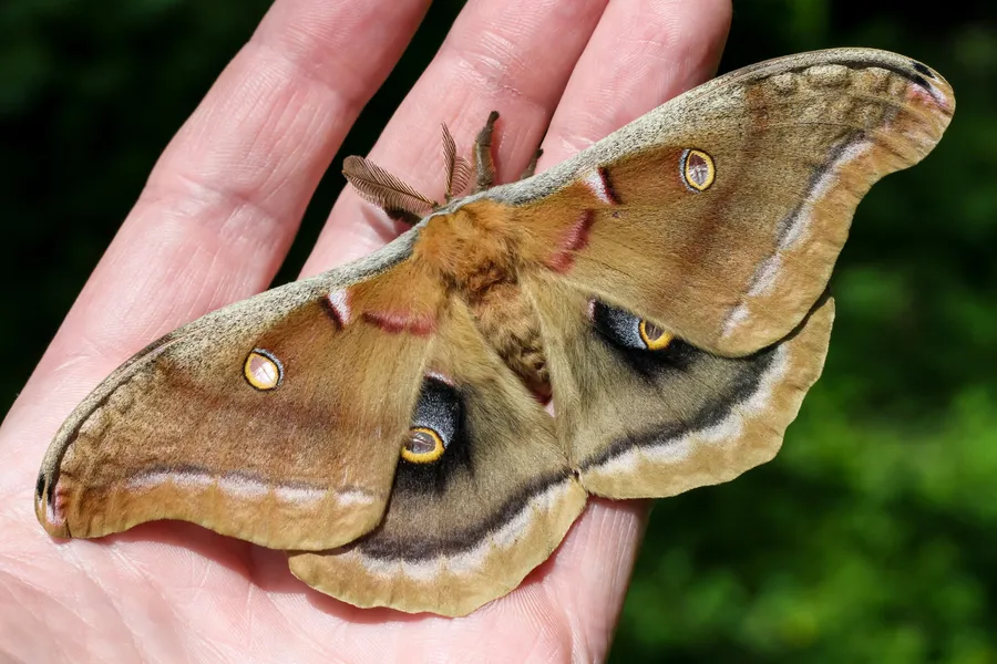 Polyphemus Mothon Human Hand