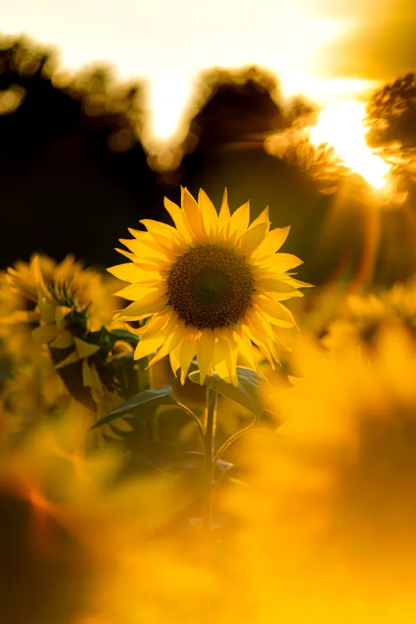 Sunflower Phone