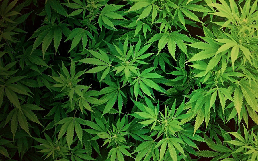 Download Cannabis Marijuana Hemp Wallpaper | Wallpapers.com