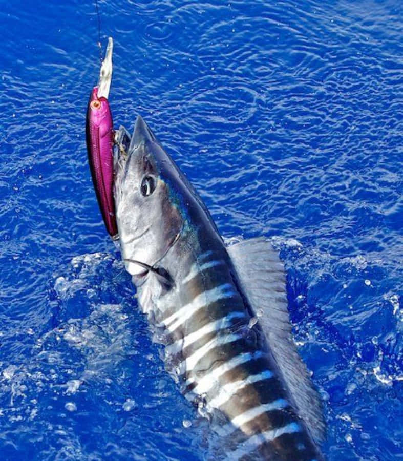 Pesce Wahoo Catturato su Esca