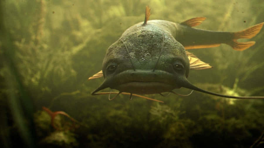 catfish