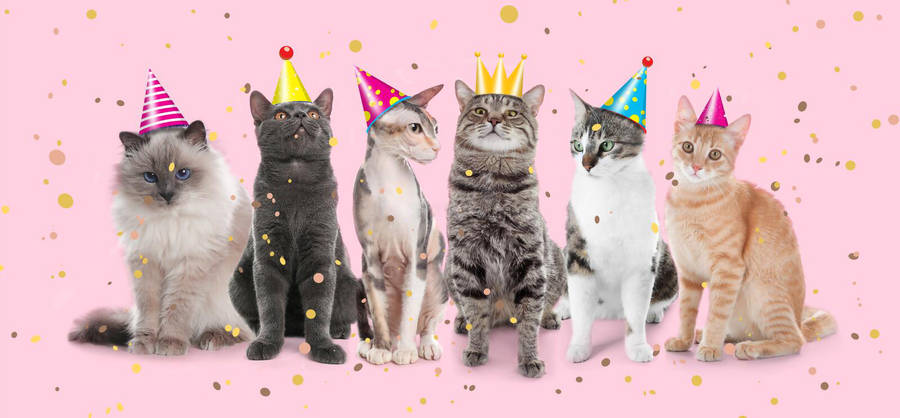 Download Cats Birthday Party Background Wallpaper | Wallpapers.com