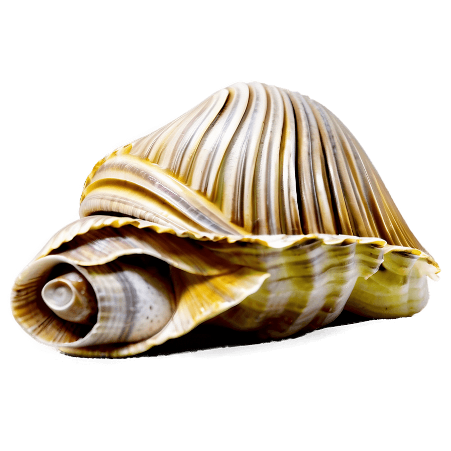 Underwater Shell PNG pjb88