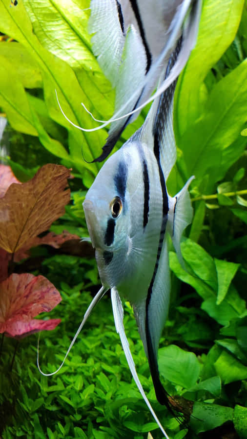 Engelsfisch im Aquatischen Garten