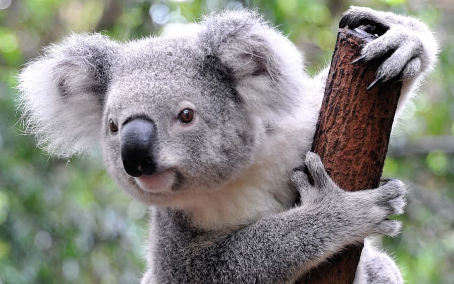 Ensød koala, der nyder nogle blade.