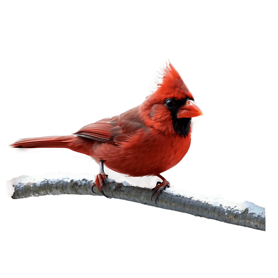 Red Cardinal Art PNG dab24