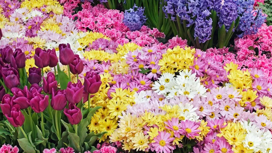 Spring Flowers Desktop