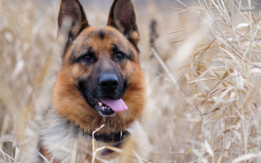 Tyskhyrdehund i højt græs.