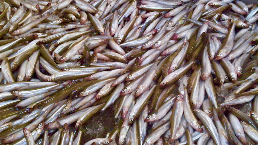 Raccolta di Pesci Smelt Freschi