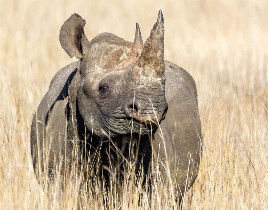 Afrikansksafari